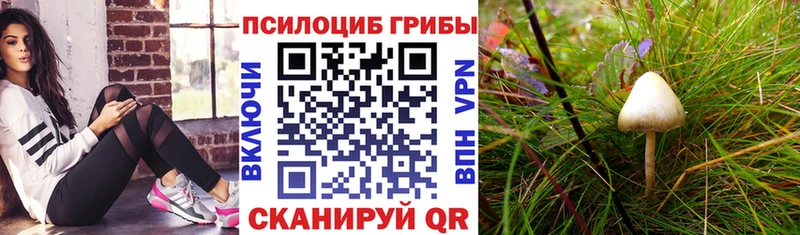 Псилоцибиновые грибы прущие грибы  KRAKEN ТОР  Балаково 